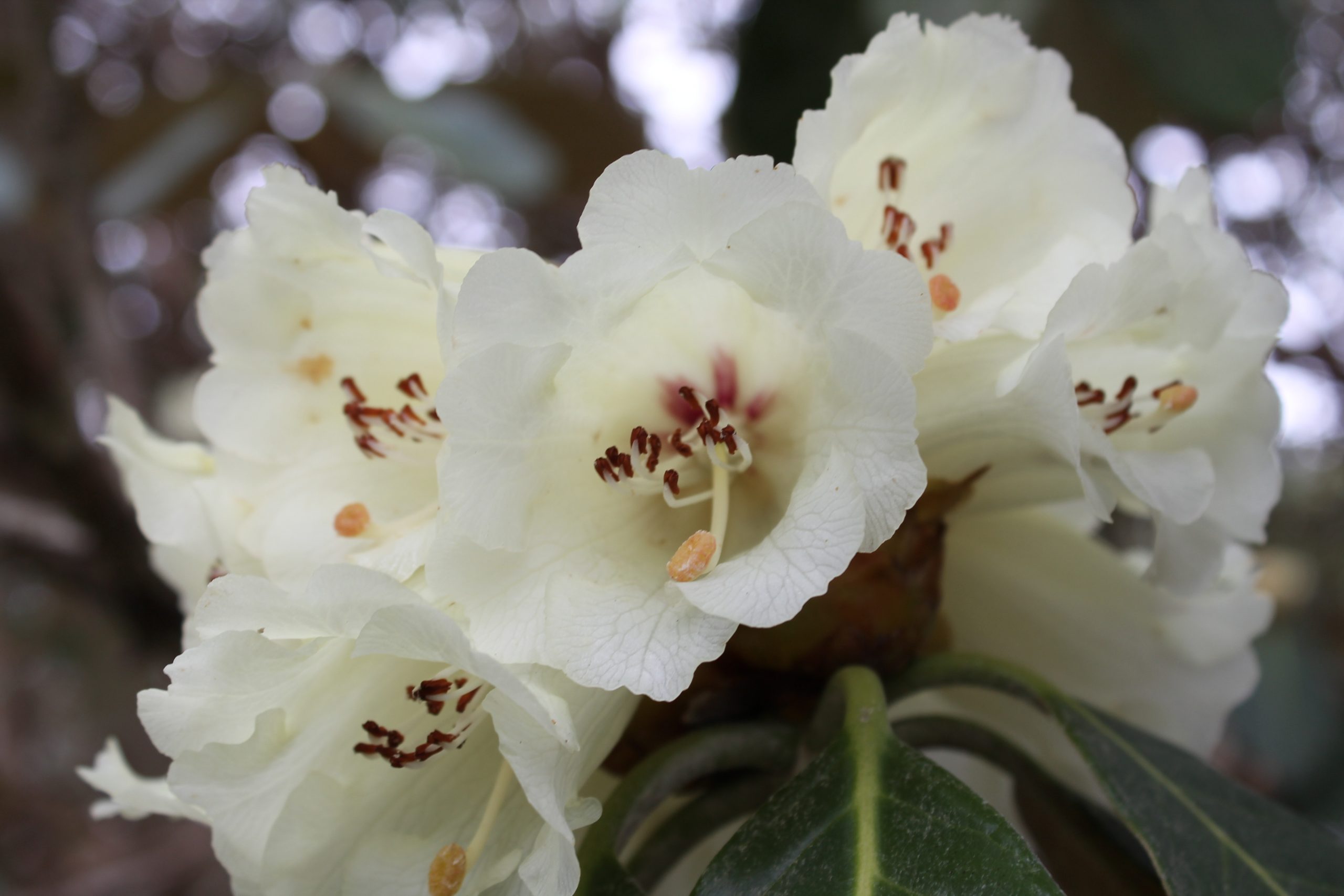 Rhododendron macacabeanum was introduced into the UK in 1927 and this is an original planting, now one of largest in the UK. Large silver green leaves and yellow flowers in early spring. Now endangered in the wild.