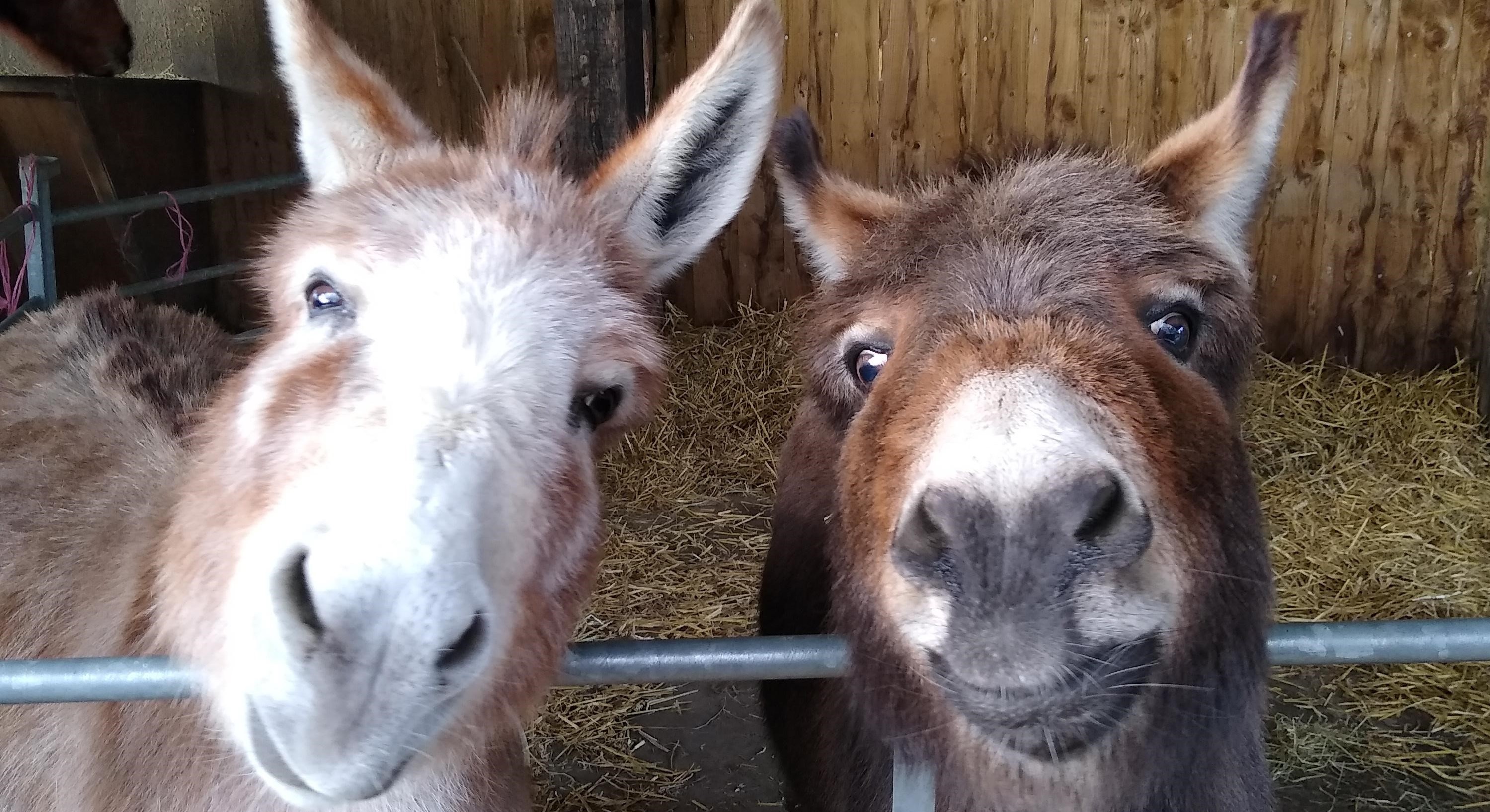 Minstead Animals Animal poems - Minstead Trust