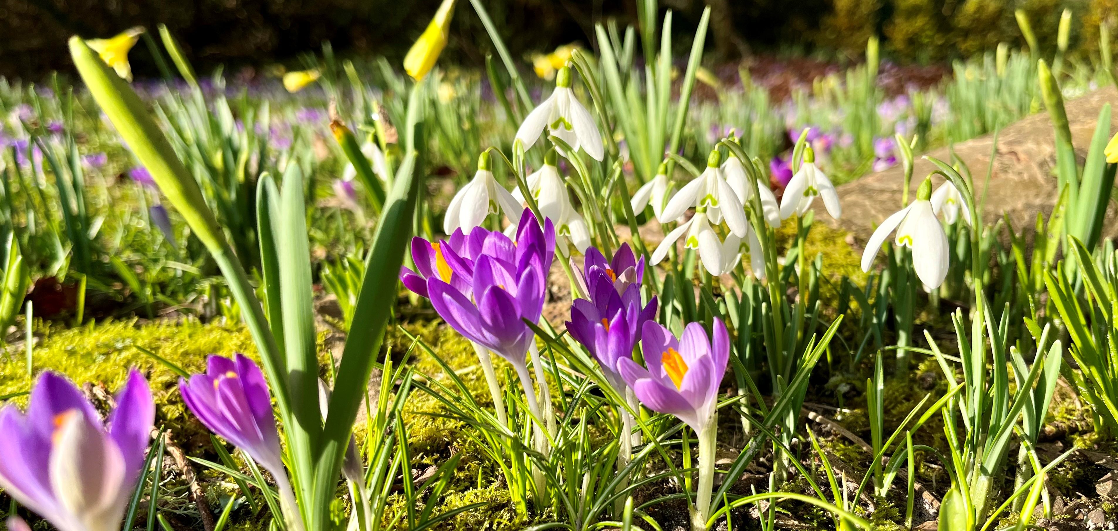 Spring Flkower Head Gardener's blog: February - Minstead Trust