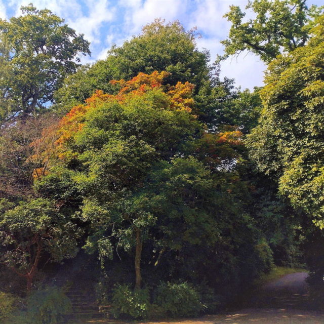 There are some beautiful autumnal colours starting to appear at the Lodge 🍂 

#NewForest #NewForestNPA #MinsteadLodge #NewForestWedding #NewForestWeddingVenue #NewForestCelebration #HampshireWeddings #HampshireWeddingCelebration #HampshireWeddingVenue #WeddingVenue #CelebrationVenue #EventVenue #OutdoorWeddings #OutdoorCelebrations #UniqueWeddings #AutumnColours #NewForestAutumn
