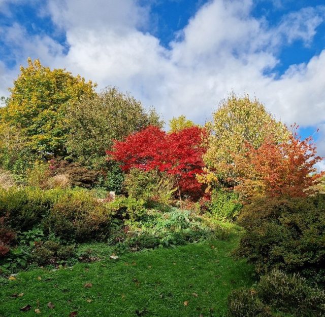 It was great to see visitors exploring in the autumn sunshine today. Our collection of trees and shrubs from around the world are certainly providing plenty of colourful sights!

If you are planning a visit over the next few weeks please be aware that we have now moved to our winter opening hours. From now until 23 December (incl) the gardens and the tea rooms will be open 11am to 3.30pm, Tuesday to Sunday. We will be closed on Mondays.

Please note there will be no public access to the gardens outside of these times. For more information about visiting the gardens over the winter visit buff.ly/49lCaqo