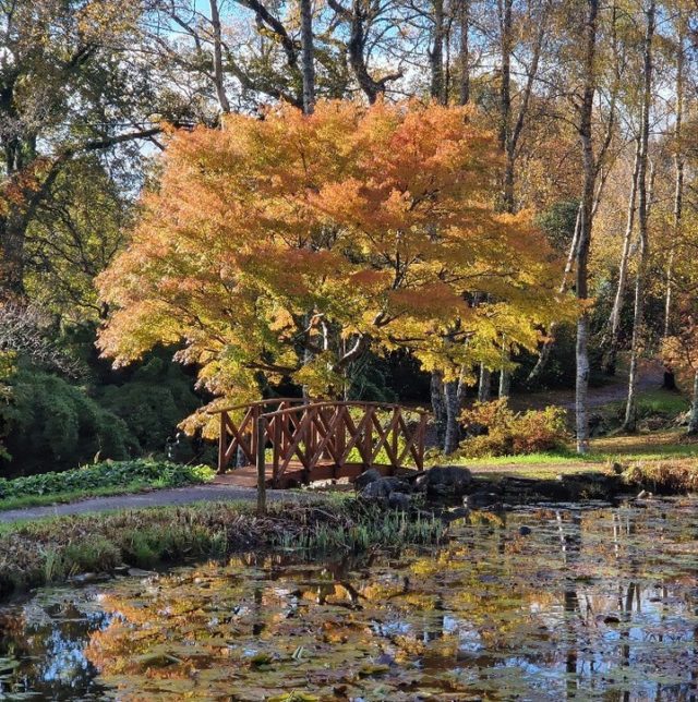 One of our acers looking particularly stunning in a moment of sunshine today!

There are still some beautiful colours around the garden. Plan your winter visit at buff.ly/3LSr2V0.

 #hampshiregardens #RHSpartnergarden #thenewforest #gardensofinstagram #autumncolour