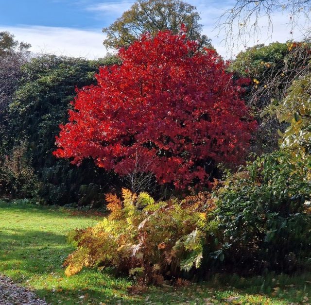 Here's some more autum loveliness on this beautiful sunny Friday!

The vibrant red of this acer is truly striking and such a gorgeous sight.

If you are thinking of visiting us this weekend, don't forget we have now moved to our winter opening times: 11am - 3.30pm.

 #hampshiregardens #RHSpartnergarden #thenewforest #gardensofinstagram