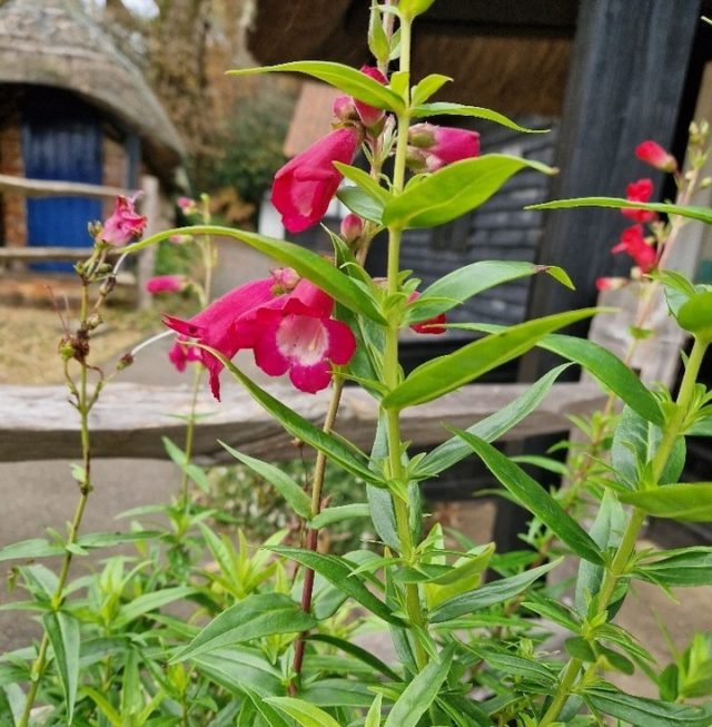 Here are some lovely plants of the week, still going strong! 

Kaffir lillies and Penstemon both of which are suitable for dry sunny borders and are drought tolerant plants. Highly attractive to bees, they are available for you to take home for just £6 per plant.

Planted and nurtured in our onsite plant nursery by people with learning disabilities, these are great quality plants at low prices.