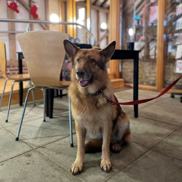 We have decided to do something a little different this month, and so what's better than focusing on our beloved four-legged friends that visit us at Hanger Farm. So kicking off a new series with the 'Dogs of Hanger Farm' we have Esme (a.k.a Esmerelda).

Esme is loveable and stunning, with a kind temperament and always well-behaved - I mean, look at how well she sits!

We love having dogs at Hanger Farm. So pop on by, introduce your four-legged friends and we'll probably ask to grab a photo! Or, do you have photos of dogs inside our barn, or close by? Send them them to us on Instagram or Facebook for a chance to be featured in our next 'Dogs of Hanger Farm' post. 

We also have an email you can send them to: hangerfarm@minsteadtrust.org.uk