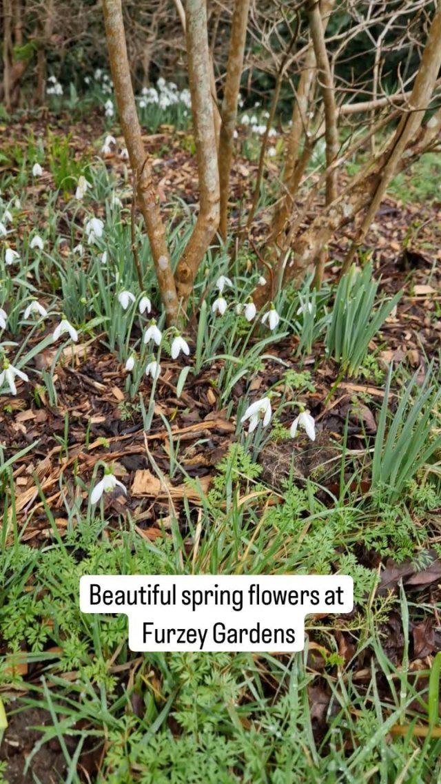 Ah. The sight of spring bulbs. Snowdrops, daffodil and crocus are all looking beautiful at the moment.

#TheNewForest #RHSpartnergardens #hampshiretopattractions #springflowers #daffodils