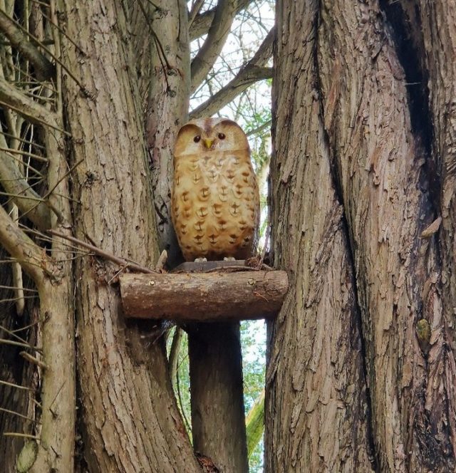 With trees full of bare branches as we head out of winter, this is a great time to see what else you can see! Keep your eyes peeled for some beautiful carved birds high in the branches. 

How many will you find?

Book your visit www.furzey-gardens.org