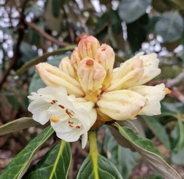 Promising buds, about to burst! 

Rhododendron Macabeanum and a few of our Magnolia are starting to flower! A very welcome sight!

Our Rhododendron Macabeanum is one of the largest in the UK, sown from seed brought back by the early plant hunters in the 1920s. This beautiful Rhododendron did not flower last year, so we are delighted to see a few of the buds already in bloom.

 #hampshiregardens #RHSpartnergarden #thenewforest #gardensofinstagram #Rhododendron #planthunters