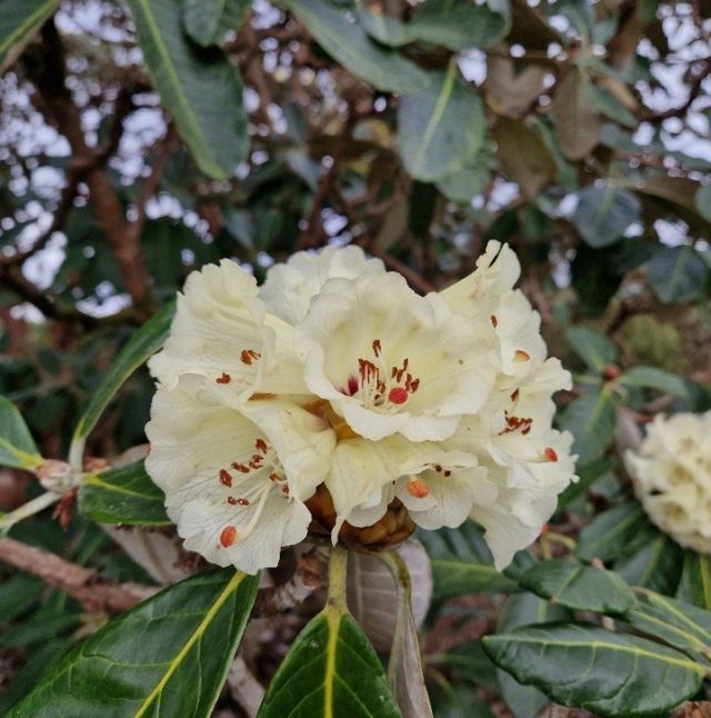 Beautiful Rhododendron Macabeanum and Rhododendron irrorata in flower at Furzey Gardens now.

Aren't they beautiful!

#Rhododendron #thenewforest #rhspartnergarden #hampshiregardens #springishere