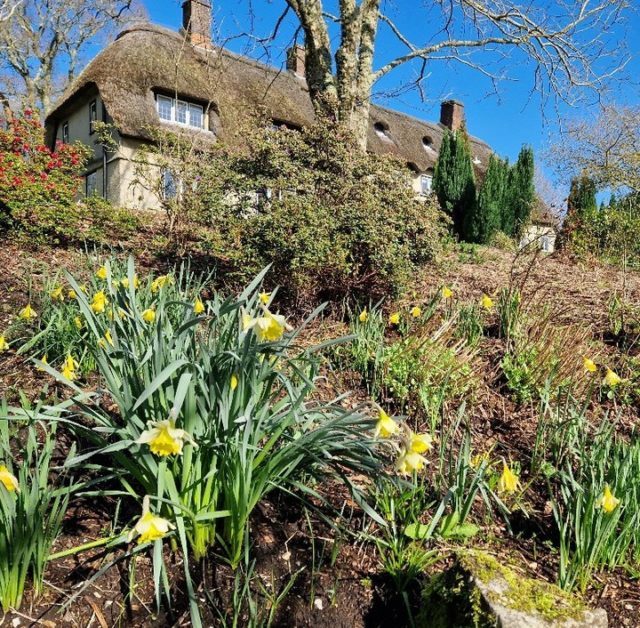 Visit Furzey Gardens this Mother's day for a dose of beautiful spring flowers.

Daffodils, camellia, magnolia and early rhododendron and azalea are bursting into life all around the gardens.

The tea rooms will be open serving hot drinks, light lunches and delicious cakes.

Book your visit www.furzey-gardens.org

#RHSPartnerGarden #MothersDay #thenewforest #hampshiregardens #springflowers #familydaysout