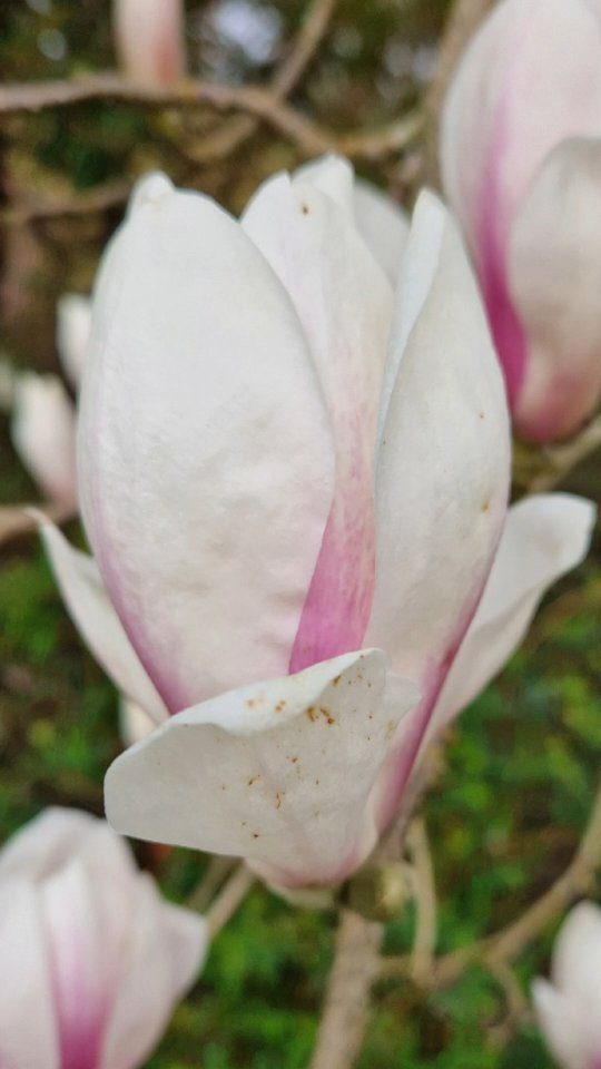 Here's something to brighten up your day. Our marvellous magnolias are in full flower now. Thousands of stunning blooms on our M. stellata, M. Soulangeana and M. Susan.

Some of our Magnolia plants are over 85 years old, planted in the 1930s when the gardens were first planted out. They really are a beautiful sight!

Book your visit through the link in our bio.

#RHSpartnergardens #hampshiretopattractions #TheNewForest #magnolia #Spring #hampshiregardens #Relax