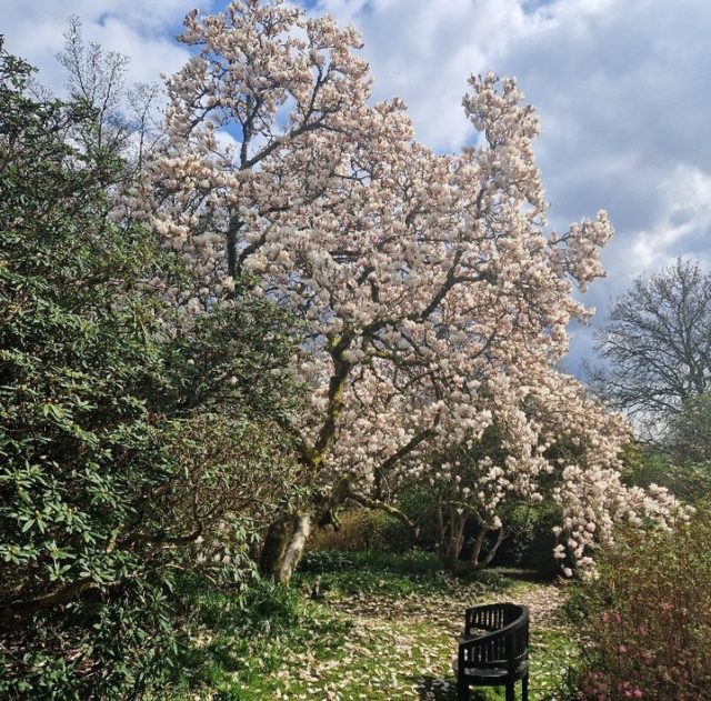 Just look at this glorious sight with thousands of blooms on this Magnolia soulangeana alba. 

Planted in 1939 when the gardens were first planted out and provides a wonderful sight at this time of year.

Book your visit www.furzey-gardens.org