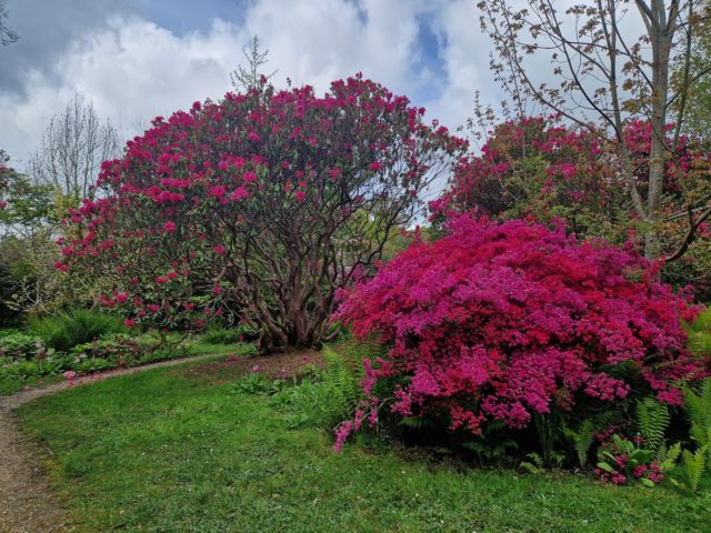 Glorious rhododendrons! It's the perfect time to visit Furzey with rhododendron blooms bursting all over the place.

Pinks, yellows, reds and purples to dazzle you as you explore the gardens.

We can't wait to see you!