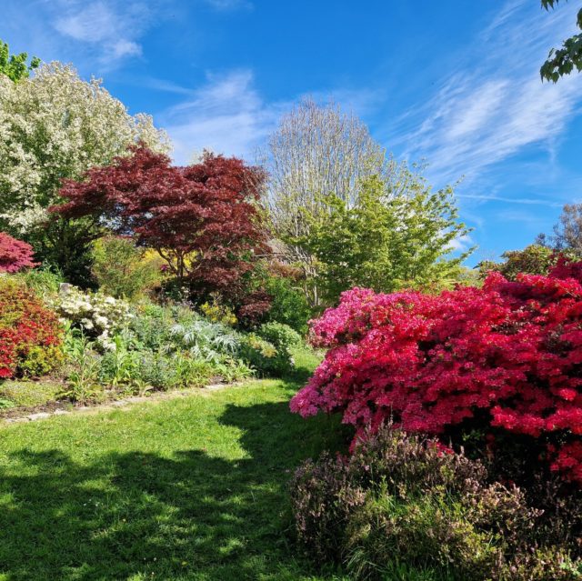Finally some blue skies today! 

A great chance to enjoy the thousands of stunning blooms from our rhododendron and azaleas.

We hope you got the chance to enjoy the sunny skies today 😎