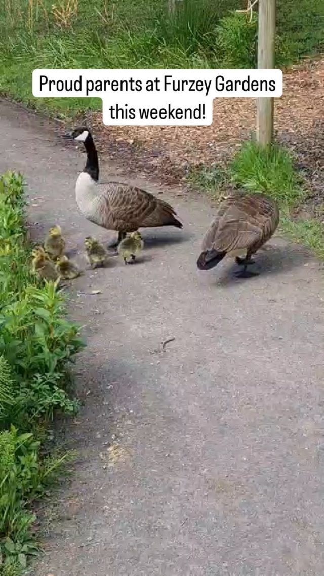 Some exciting news from down by the lake! The Canada Geese eggs have hatched! Here are the proud parents taking their young goslings for a waddle around the water!

It will be great to see them develop and grow over the coming weeks.

Please do not approach the geese as mum and dad are likely to be very protective over their young.

#springbabies #canadageese #proudparents #RHSpartnergardens #TheNewForest #HampshireGardens